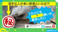【映像】ピーマンを食べた亀の“秀逸リアクション”