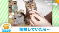 【映像】こじらせ猫の“かまってアピール”