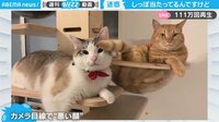 【映像】猫が仕掛けた“静かな”仕返し