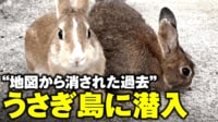 【映像】“野生のうさぎだらけ”大久野島に行ってみた