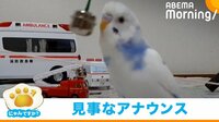 【映像】1日10分動画で勉強!? 心臓マッサージを“再現”するインコ