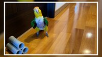 【映像】インコが見せた面白リアクション