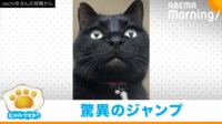 【映像】帰りまでカッコよすぎ！シニア黒猫の華麗な大ジャンプ