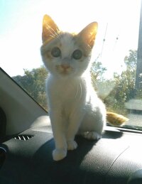 坂上忍『山本ちくわと申します』