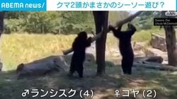 まるで人間の子ども？クマ2頭が木の枝で“シーソー遊び”をする様子 米・ニューヨーク州