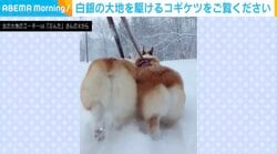 白銀の大地を散歩するコーギーの“後ろ姿”に「雪とコギケツ…絶妙な組み合わせ」「麗しの2ケツ、縁起良すぎ！」など喜びの声