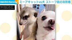 ストーブ最前列を陣取るミーアキャット 絶対にチワワに譲らない“平和な攻防戦”に「ちっさい戦い」「可愛いが渋滞中」と反響