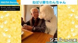 食事のおすそ分けをねだる犬 見つめる作戦が失敗した時の“破壊力抜群な仕草”が話題