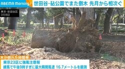 世田谷・砧公園でまた倒木 先月から相次ぐ