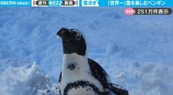 雪だーー！大好きな雪を全力で楽しむペンギンがかわいすぎる！羽をバタつかせウキウキ、嬉しさが伝わる映像が話題に