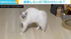 “やんのかステップ”で登場、からのスリップ お茶目なラグドールに反響「何事もなかったようにキメるのは流石ニャンコ」