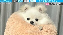 「１秒動画なのに１分以上見ちゃう」中毒者が続出！ クッションから“ポヨン”と飛び出すポメラニアン