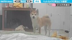 出張中の飼い主がペットカメラで呼びかけ…柴犬は“一瞬フリーズ”→“突然の大はしゃぎ”に「可愛すぎる」「こんなの見たらたまりません！」と大反響