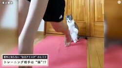 美人アスリート、“愛猫”と前代未聞のトレーニング動画が話題 あまりの驚きと可愛さに思わず二度見必至 「この猫可愛すぎ」「これはバズりますね」