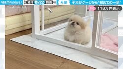 「世界への大きな一歩！」生後2ヶ月のペキニーズの子犬が、初めてケージから出る姿に「よちよち歩いてる感じたまらん！」「仕草もとろける」
