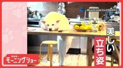 「美脚だワン」後ろ脚ピーーン　立ち姿が美しいワンちゃん　立ったままくつろいでる？