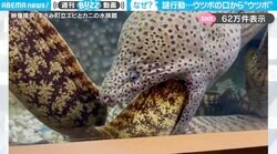 「オエッ！とならない？」ウツボ同士の“謎すぎる行動”に「逆流性食道炎の診断！？」「出てきた方は満足した顔してはる」と反響