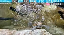 うしろうしろ！  “世界で最も美しいカメ”にエサをあげたら… まさかの展開に 「可愛いがすぎる」「これは分かるw」