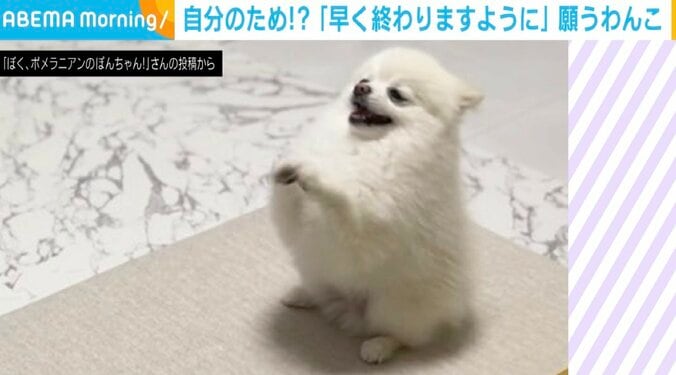 「早く遊びたい！」子どもの宿題を待つポメラニアン エールを送る姿がかわいい 1枚目