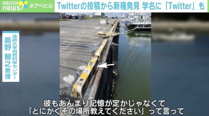 Twitterのやり取りだけで“新種発見”「電話番号を聞くのもはばかられた…」 学名にも“Twitter”の単語 2枚目