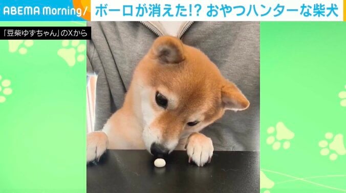 柴犬のゆずちゃん