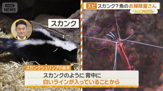 オレンジスカンクシュリンプ