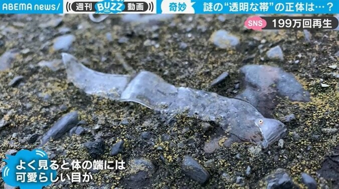 釣り上げてビックリ…奇妙な透明生物が「濡れた“一反もめん”みたい」と話題 1枚目