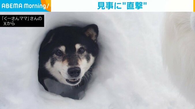 黒柴のひなたちゃん（12歳）