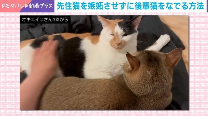 しらすちゃんとおこめちゃん