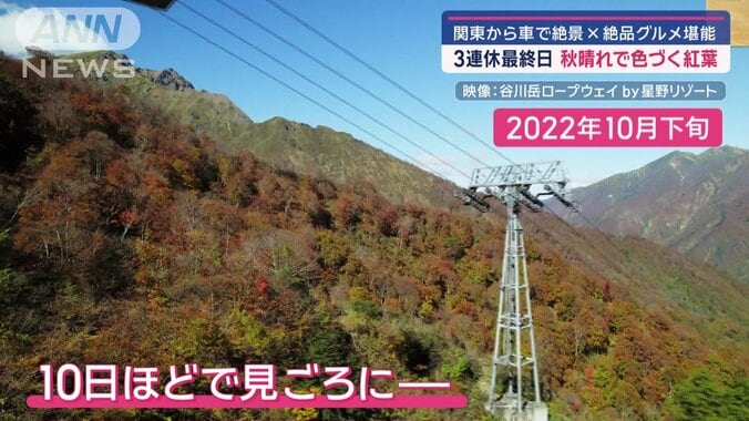 2022年 見頃の紅葉