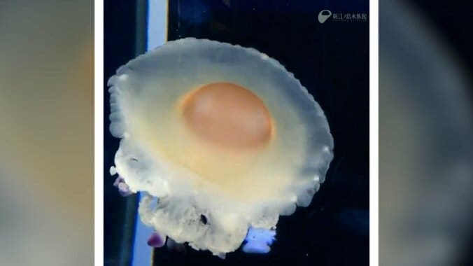 フワフワと浮遊する謎の生物… “ぐでたま”が泳いでる？目玉焼きにしか見えない新江ノ島水族館のクラゲが中毒性ありすぎる「楽しそう！」「幻想的だ…」 1枚目