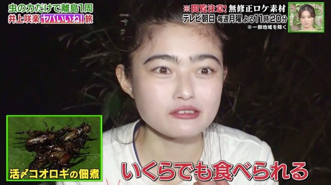 「200匹でもいける」井上咲楽、昆虫の佃煮を絶賛！　虫だけ食べる3泊4日の旅を“無修正”放送 4枚目