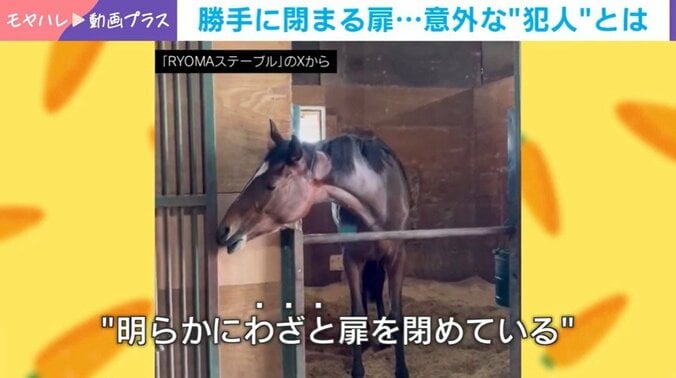 マオノサーラちゃん