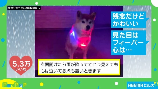 哀愁漂うももちゃん