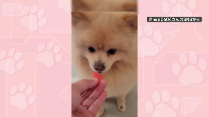 おいしいワン