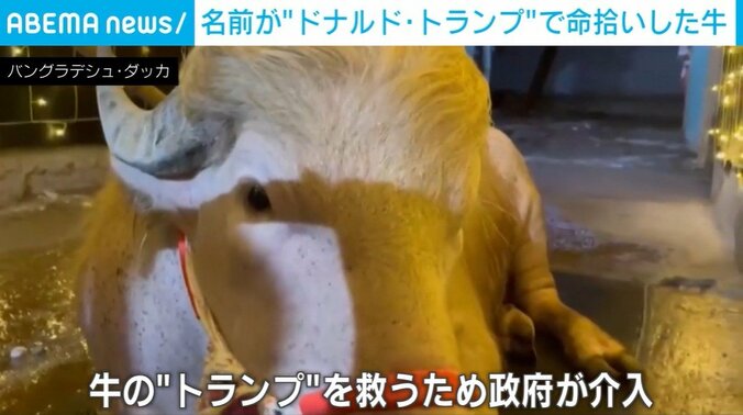 水牛