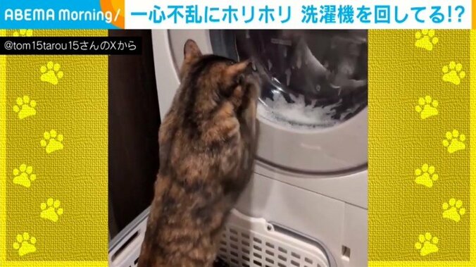 サビ猫のニャンタロウちゃん（1歳半）