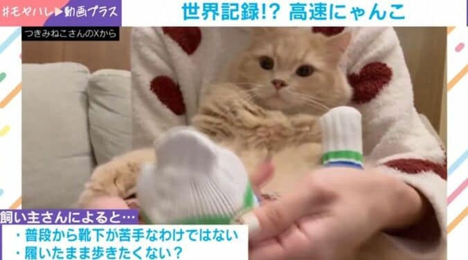 ラガマフィンのつきみくん