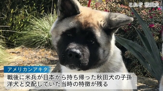 今や発祥の地に暮らすのはわずか30頭…プーチン大統領に贈られた「ゆめ」を育て上げた秋田犬ブリーダーの奮闘 10枚目