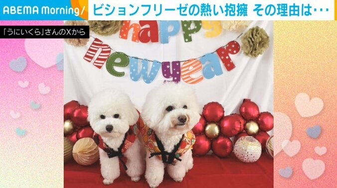 ビションフリーゼのうにくん（3歳）といくらくん（8カ月）