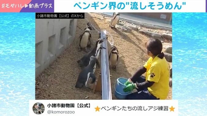 ペンギンたち