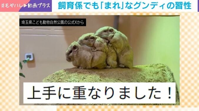 グンディが魅せた“奇跡の整列”