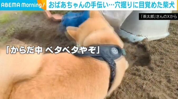 柴犬の茶太郎くん