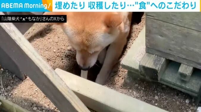 柴犬の「もなか」ちゃん
