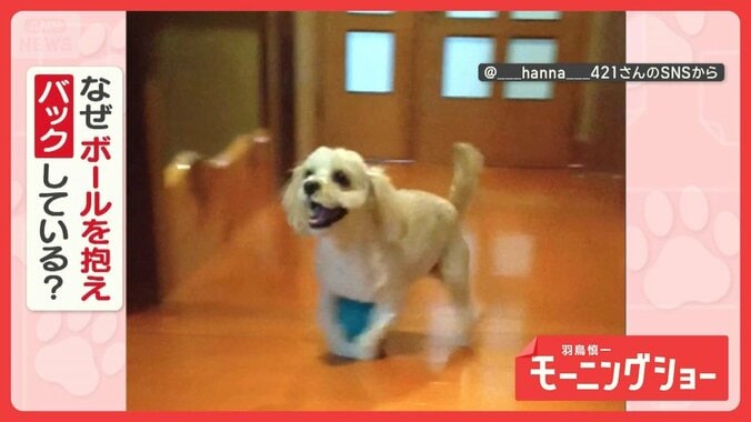 バックオーライ！クセ強犬　お気に入りのボール抱えて後ろ歩き…回転も　なぜ？ 1枚目