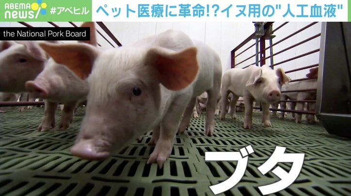 救世主は「ブタの血液」ペット医療に革命か！？ 輸血できずに命を落としていた犬や猫を救える可能性