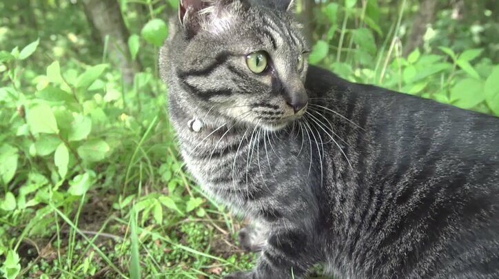 猫と旅、してみるニャ? 癒し系番組「旅猫ロマン」3作品が初放送