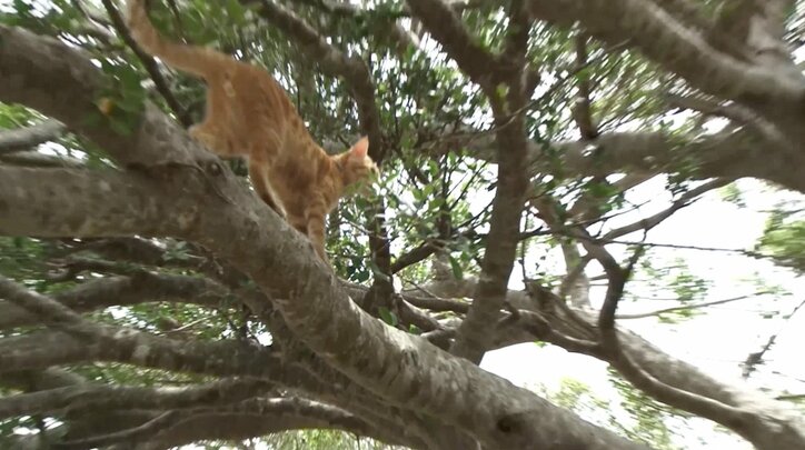 天使さんかな？ 沖縄の島々で美猫に遭遇ニャン！「美ら猫」シリーズ 