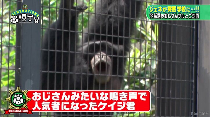 関口メンディー、おっさんボイスで人気のフクロテナガザル・ケイジ君と会話に成功!?