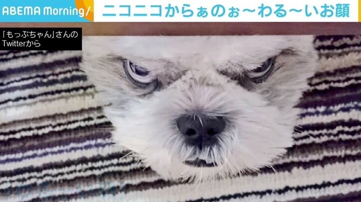 おやつを忘れられだんだん“わるい顔”に シーズーが無言の圧力 「迫力ハンパねぇ」